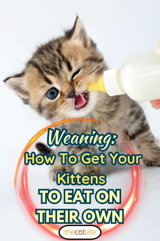 mlieko kŕmenie malého škótskeho mačiatka z fľaše' title=