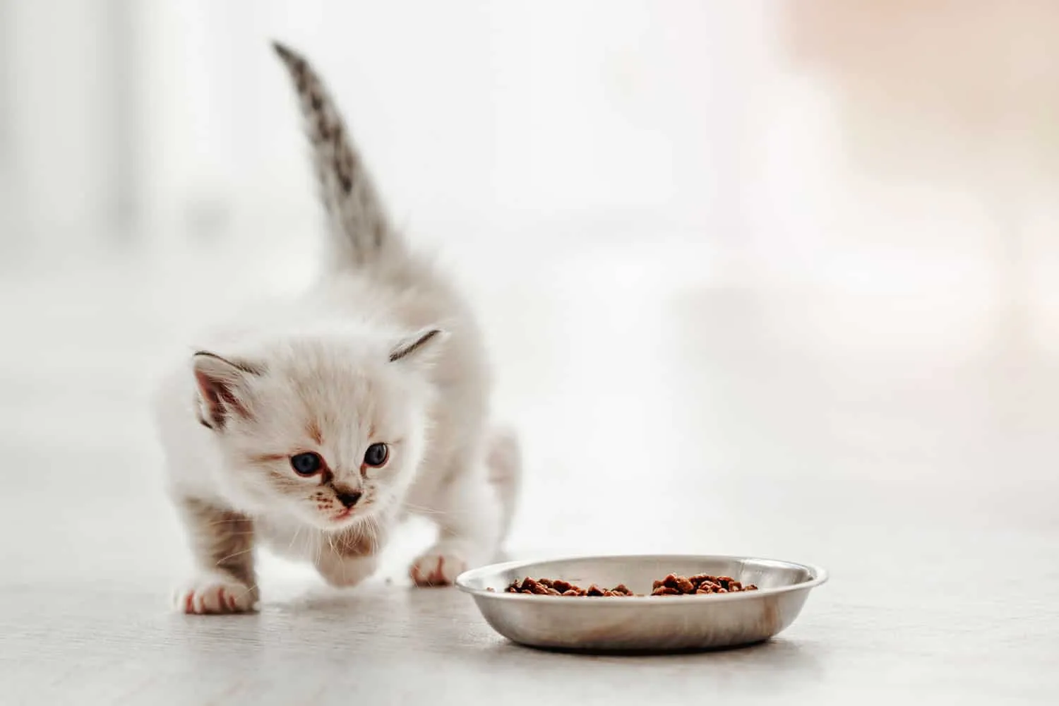 Rozkošné mačiatko ragdoll stojí s chvostom blízko kovovej misky s krmivom a pozerá sa naň na bielom pozadí. Roztomilé čistokrvné mačiatko bude jesť' title=