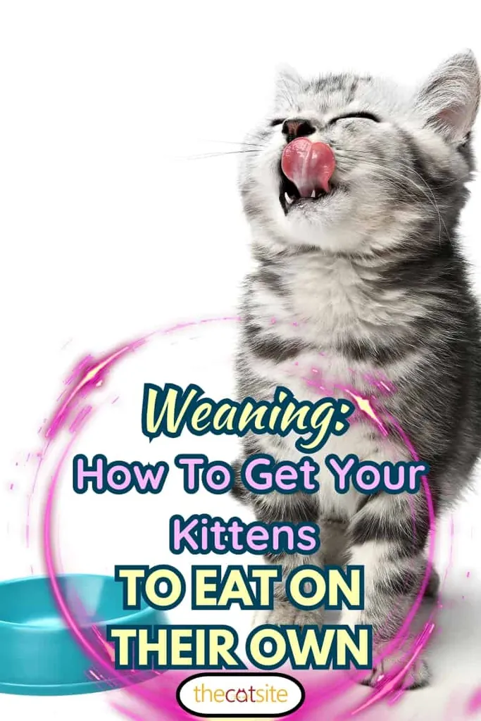 Roztomilé mačiatko sedí vzhliadajúc a olizuje si pery a čaká na mňamku izolovaných na bielom pozadí. Sivé pruhované mačiatko pózuje v štúdiu na tlač Odstavenie: Ako prinútiť mačiatka, aby jedli samé' title=