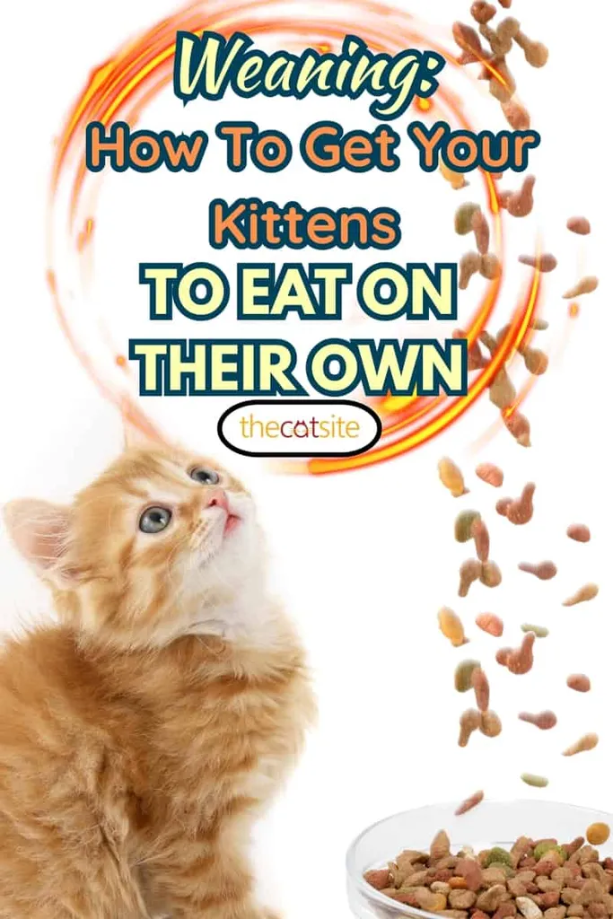 Mačka jesť suché krmivo pre mačky' title=