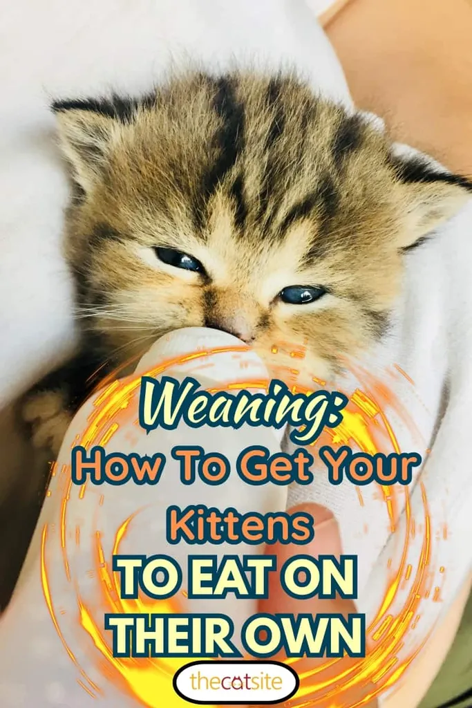 Catnap mačiatko s fľašou náhradky mlieka pre mačiatka. Je sirota a potrebuje špeciálnu starostlivosť. Na obrázku je správne umiestnenie súpravy na kŕmenie z fľaše' title=