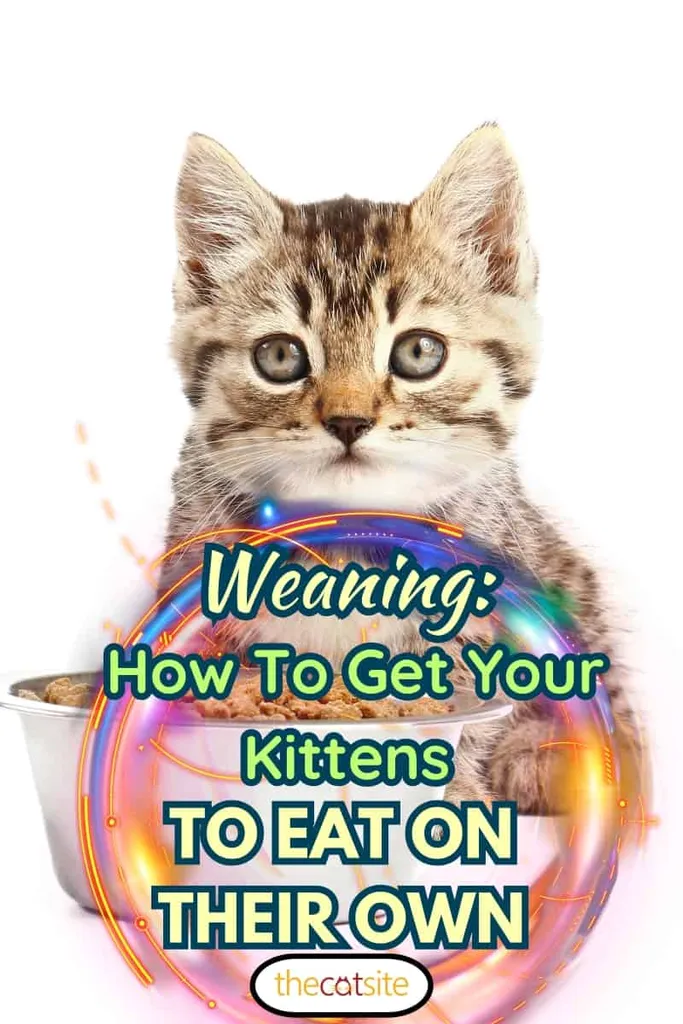 Roztomilé vtipné mačiatko jesť z misky na bielom pozadí' title=