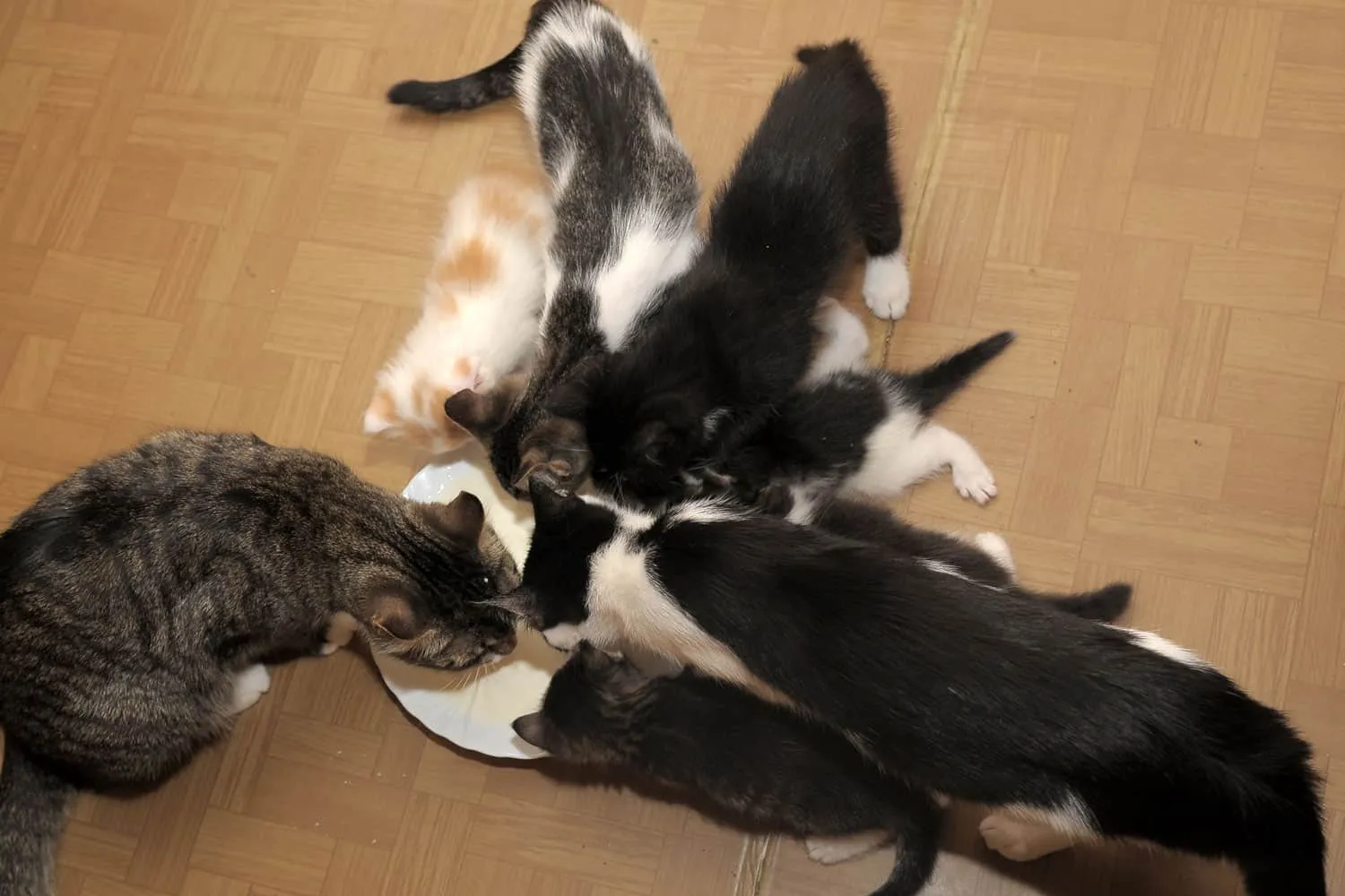 Seks hjemløse katter spiser mat. 1 ser på deg .temple katter. sultne katter. synd på katter' title=