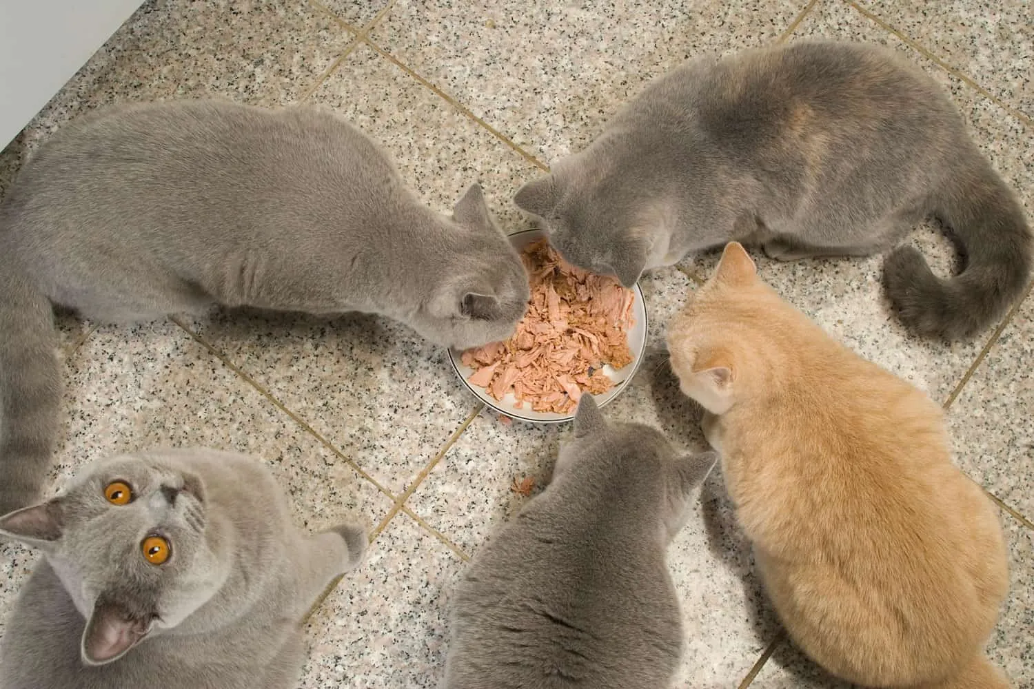 Spise katter på kjøkkenet' title=