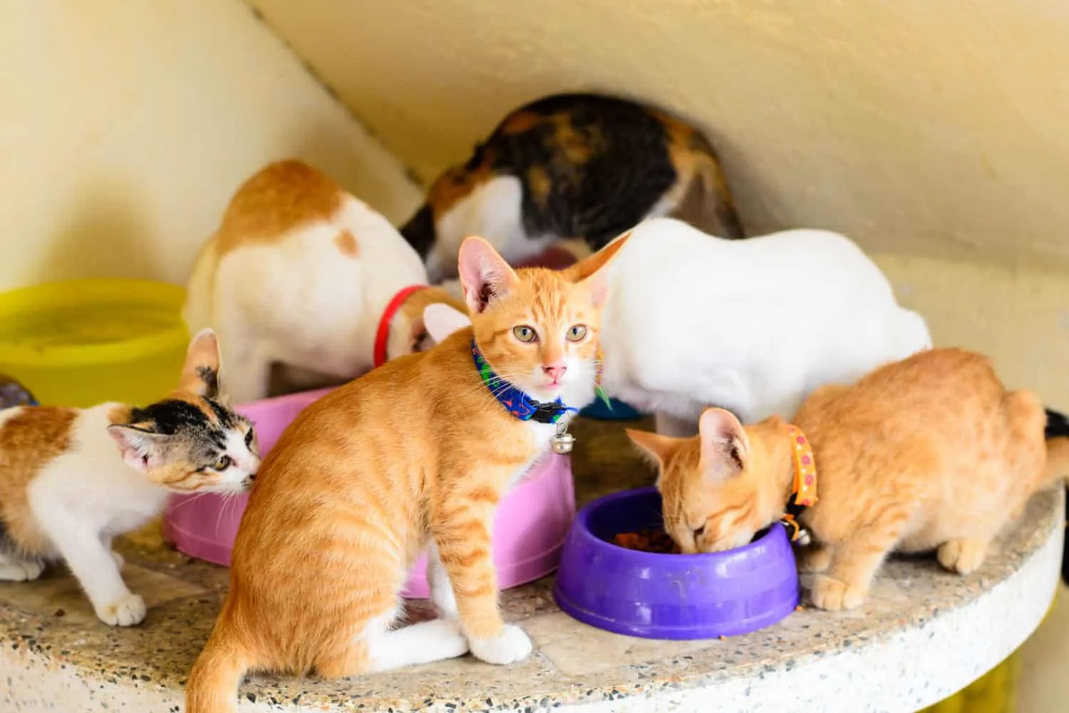 Seks hjemløse katter spiser mat. 1 ser på deg .tempelkatter' title=