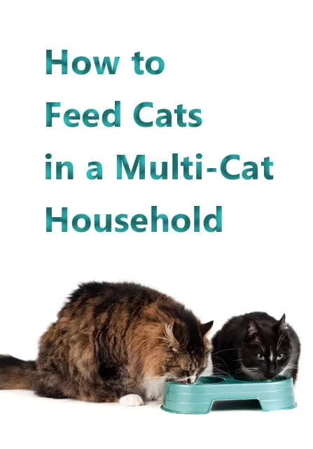 Mate katter i en husholdning med flere katter [En hurtigveiledning]' title=
