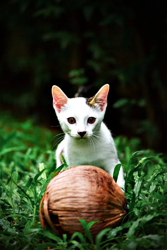 Heu d'afegir oli de coco al menjar del vostre gat?' title=