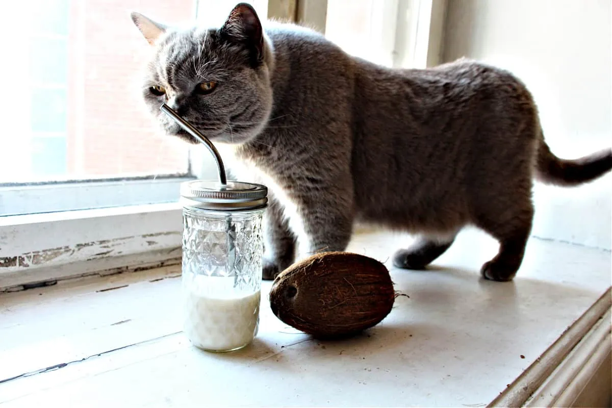Heu d'afegir oli de coco al menjar del vostre gat?
