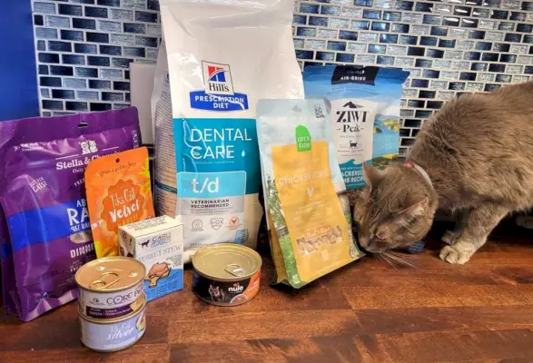 10 meilleurs aliments pour les chats atteints de maladies dentaires