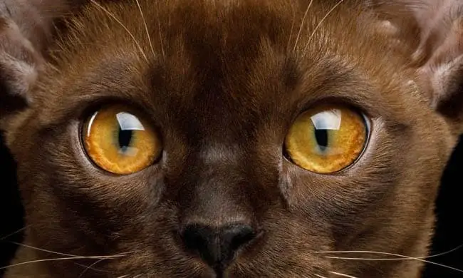 Healthy eyes on a Burmese cat