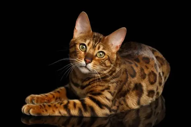 Healthy coat on a Bengal cat