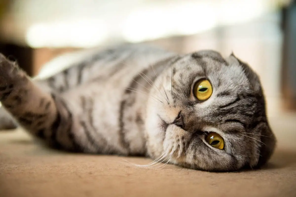 Buying a purebred cat