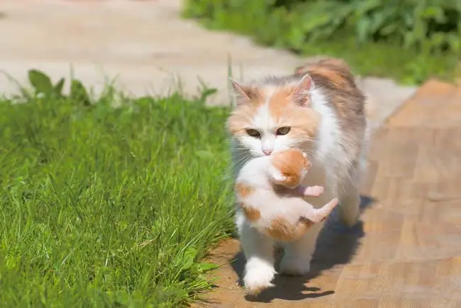 Why do cats carry their kittens by the scruff?