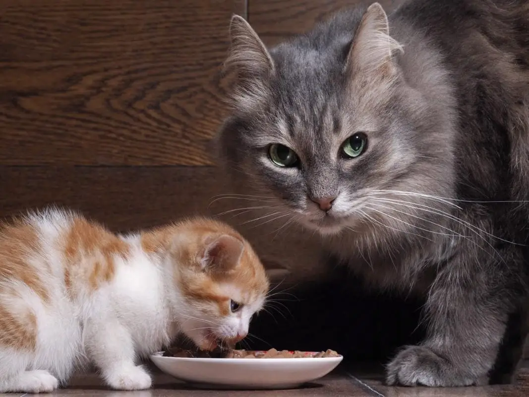 Can an adult cat eat kitten food?