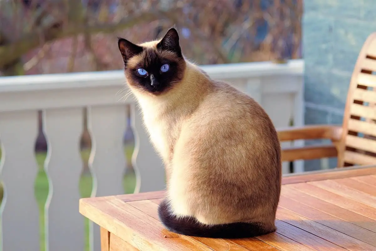 Pointed cat
