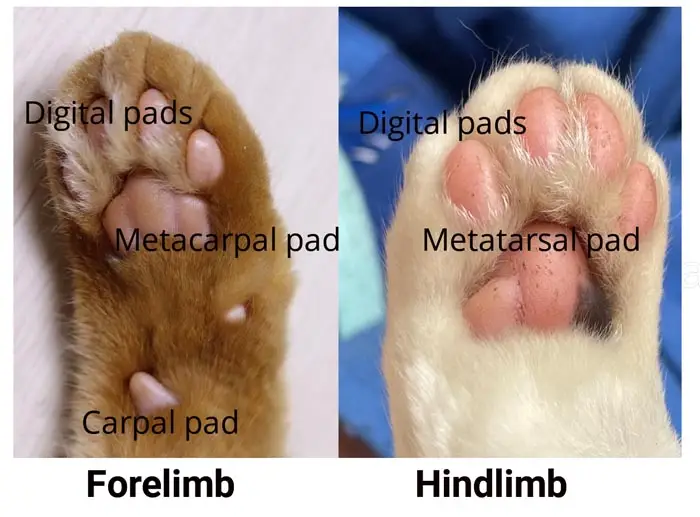 What are toe beans called?