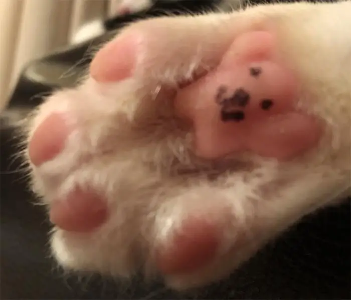 Cat toe beans look like a teddy bear