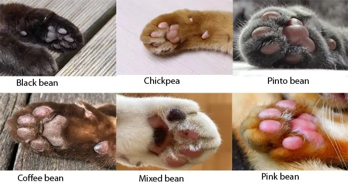 Cat toe bean flavours