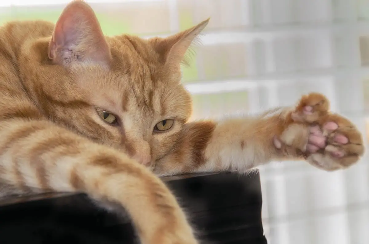 Ginger polydactyl cat