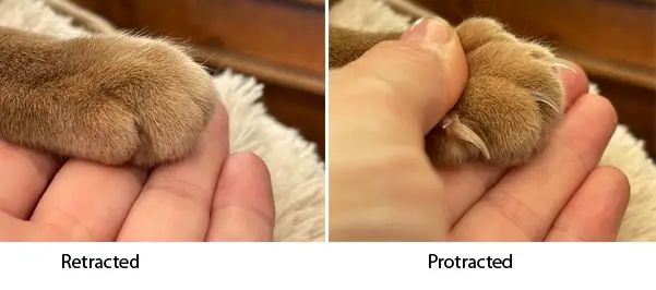 Retracted and protracted cat claws