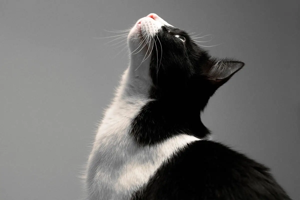 Tuxedo cat
