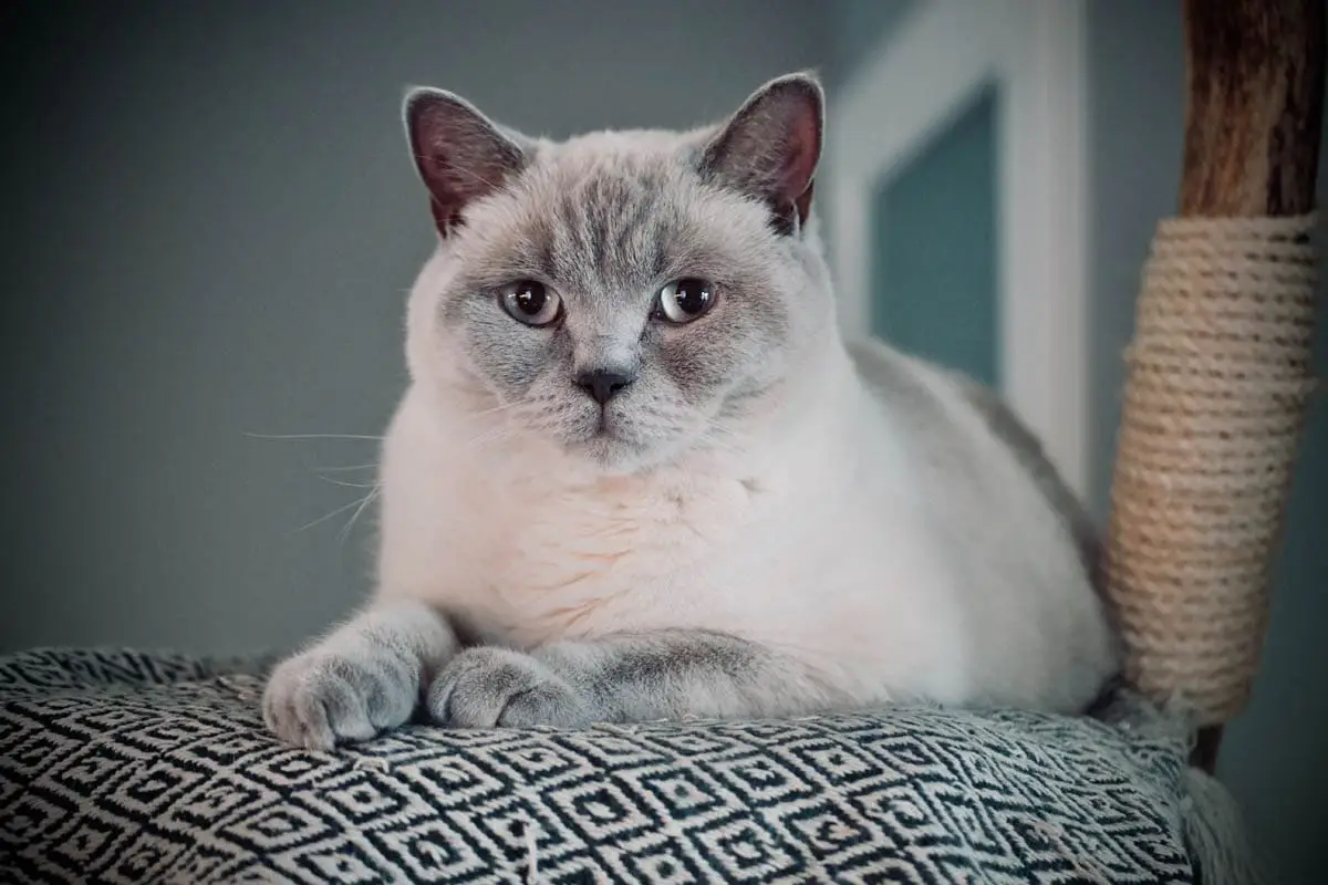 How to describe a cat that