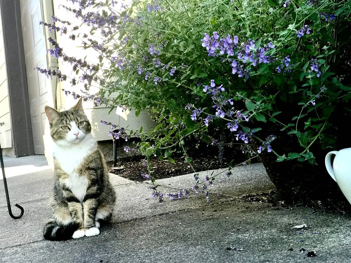 Cat next to catnip plant