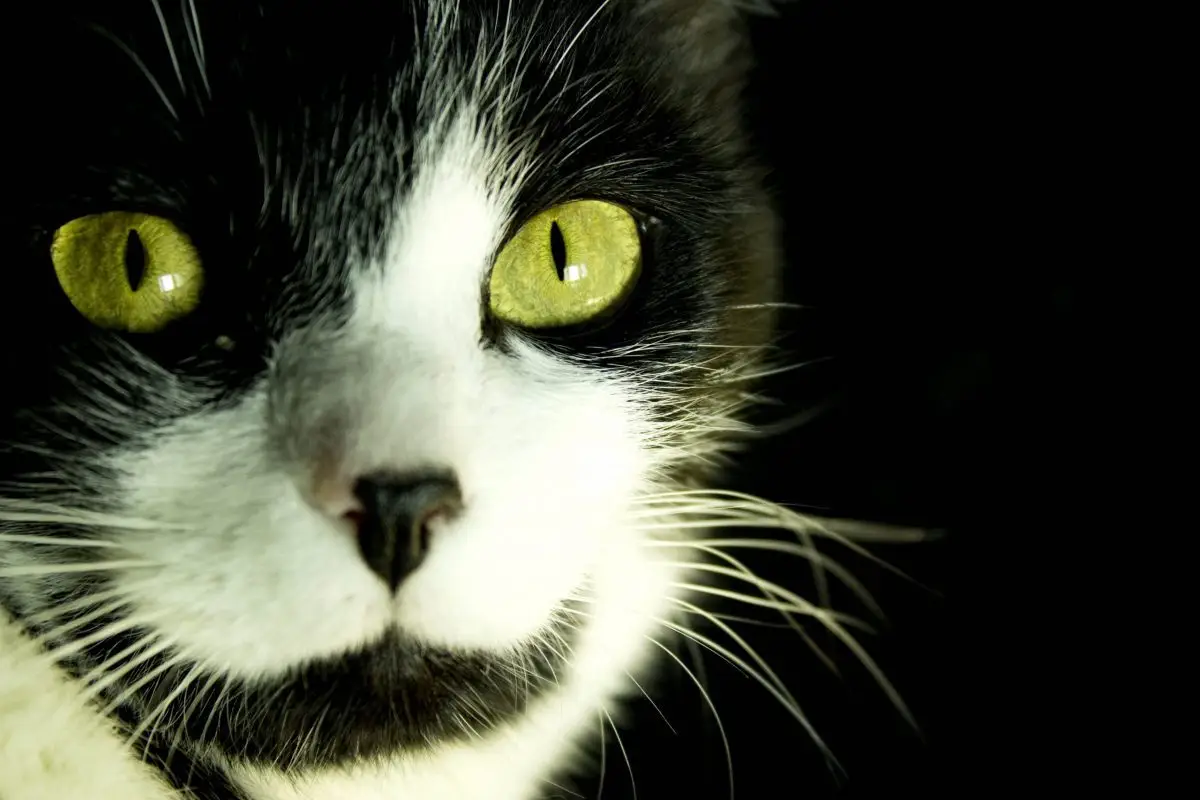Tuxedo cat