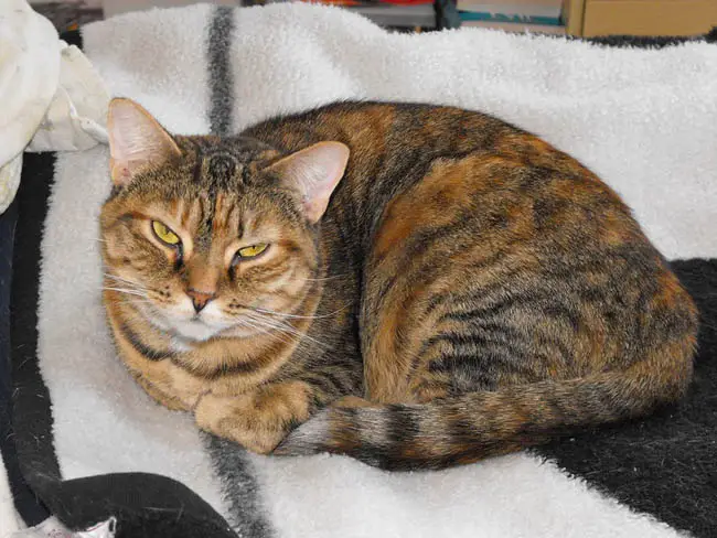 Torbie cat