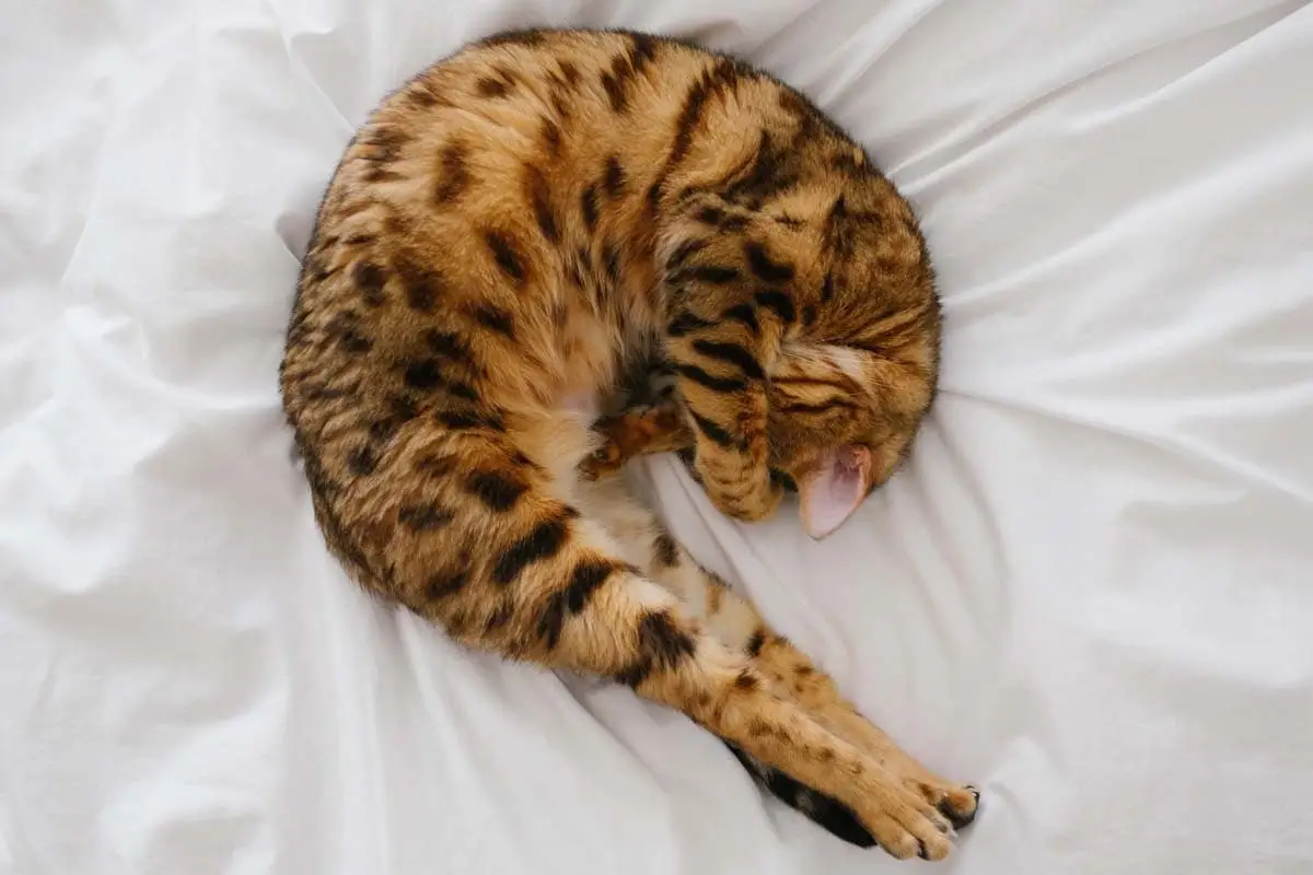 Cattolingo: دليل Ultimate, hogy beszéljen az internetes macskának