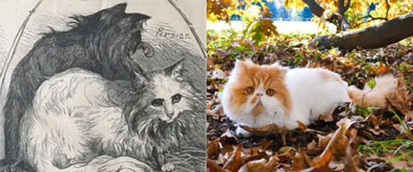 Old Persian cat vs New Persian cat