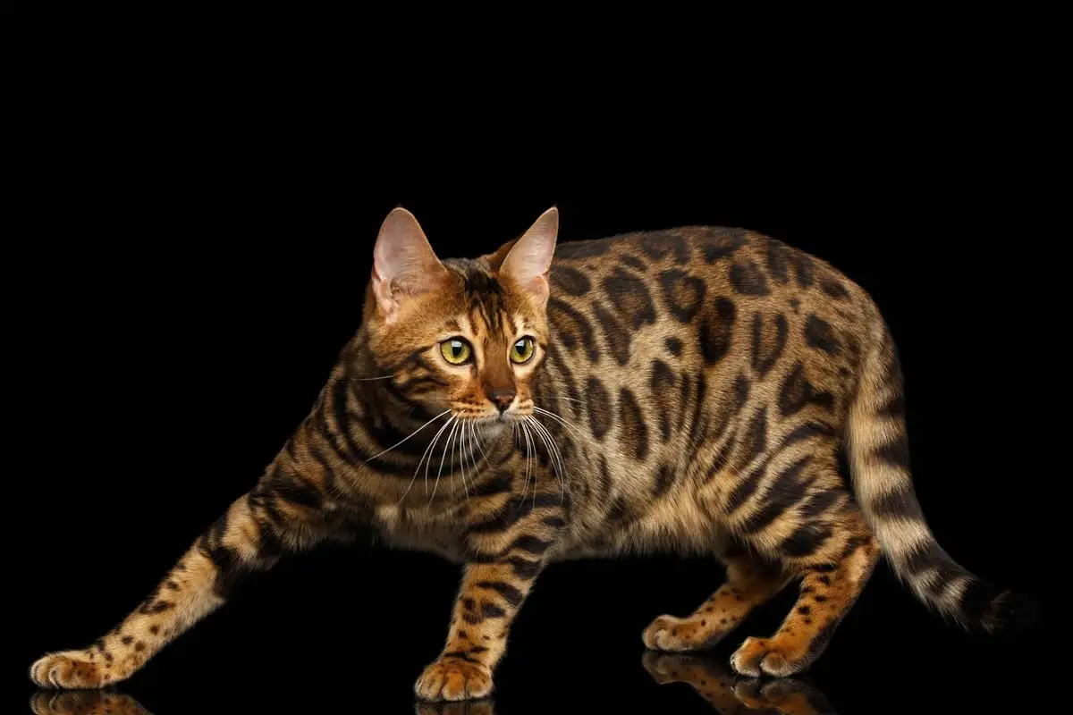 HISTORIE OM KAT -konkurrencer: Hvor kommer kattekonkurrencer fra?