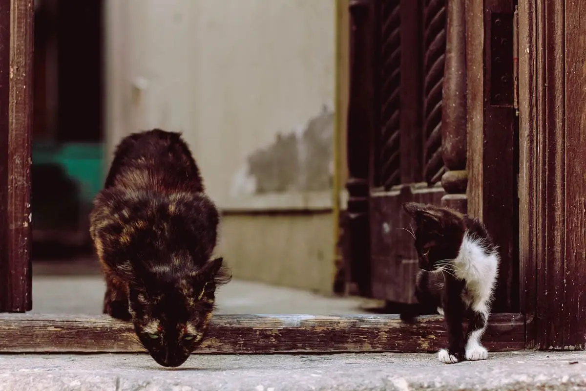 Two stray cats