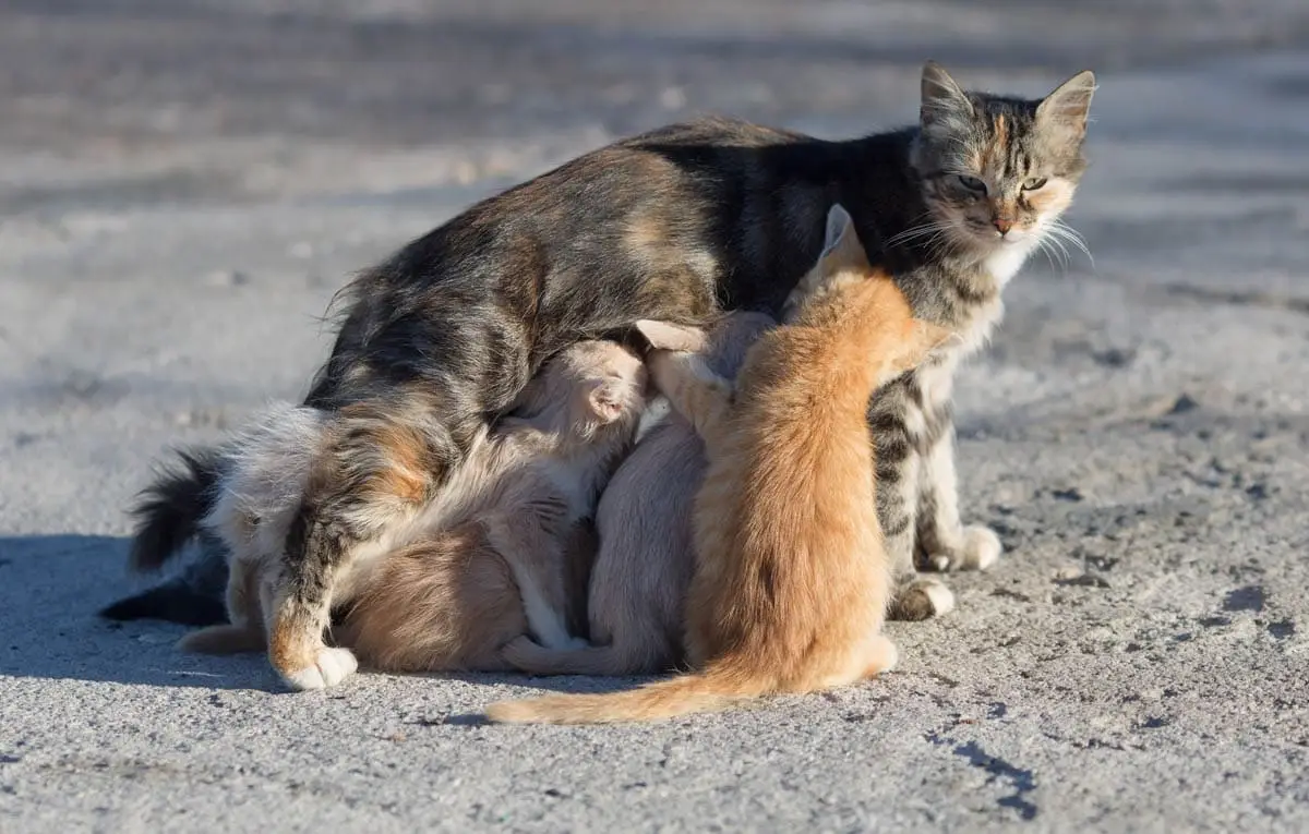 Homeless mother cat and her kittens