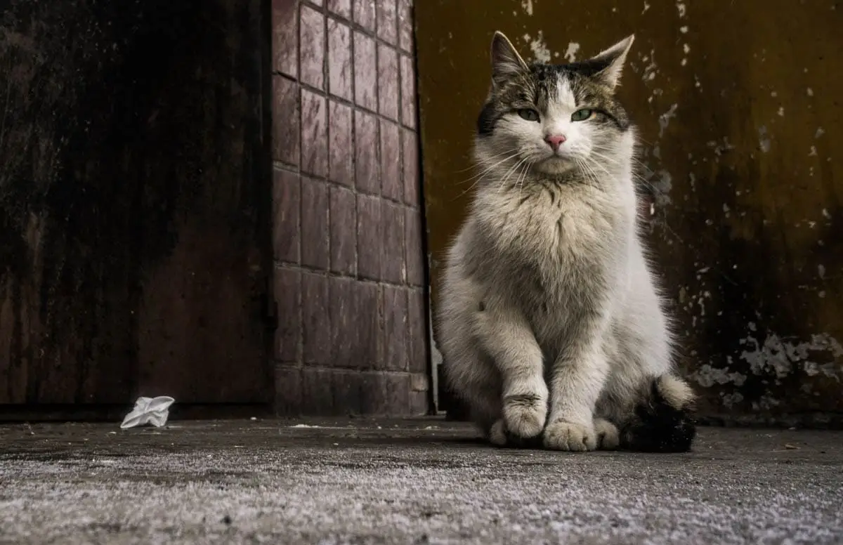 Homeless cat