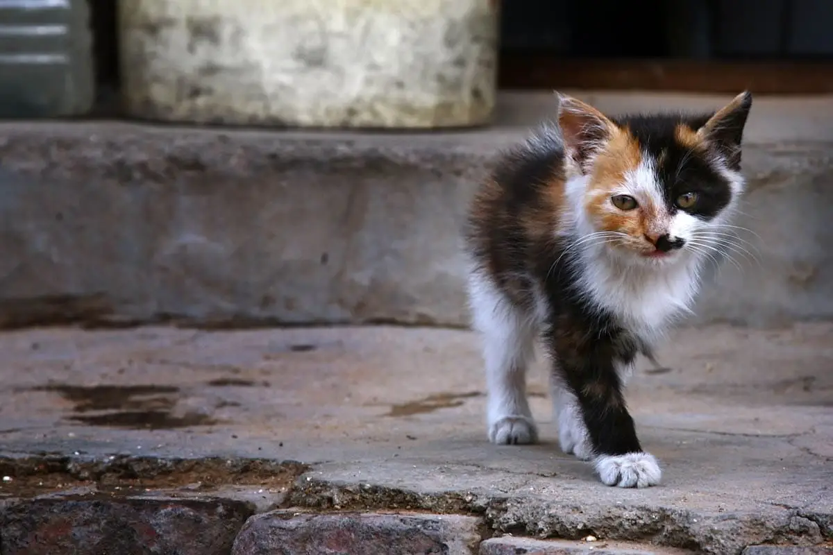 Homeless calico kitten