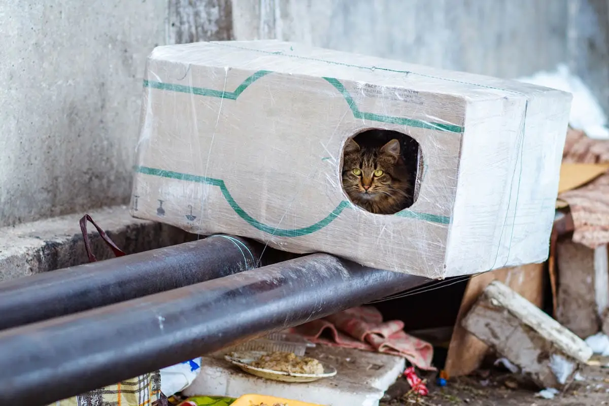 How to help homeless animals in winter