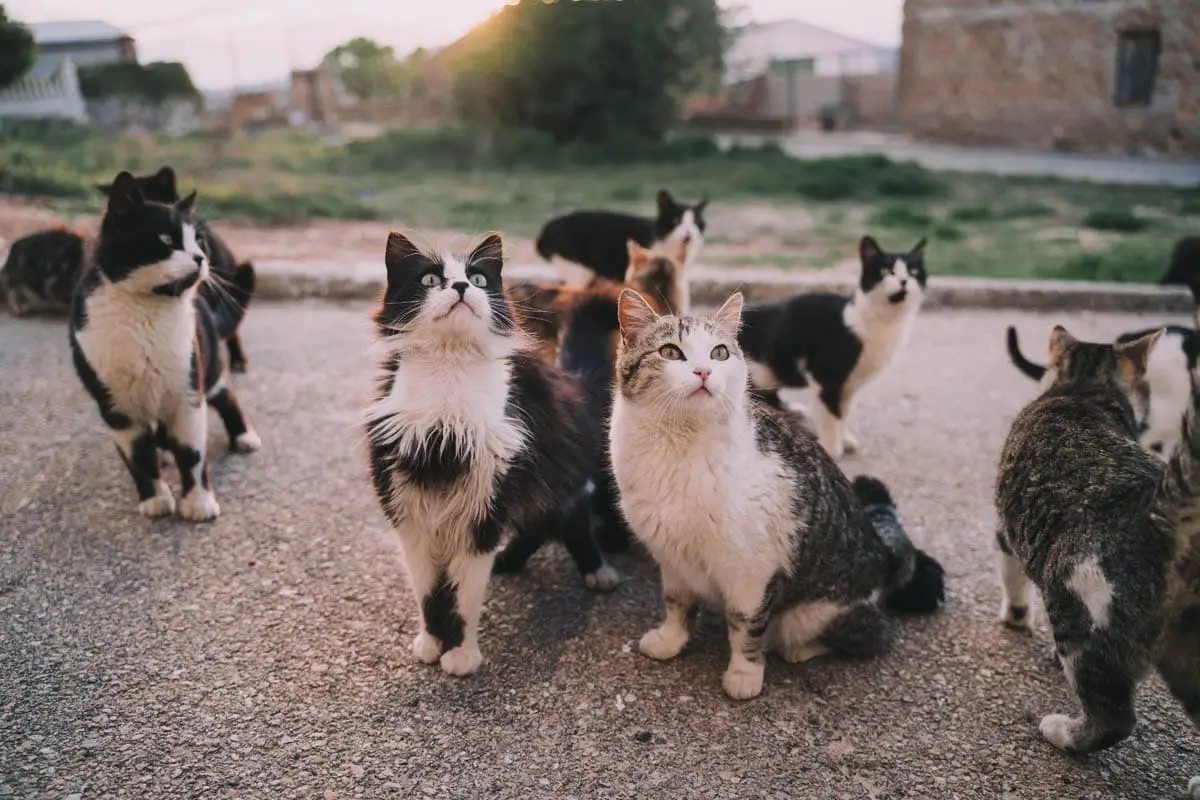 International homeless animals day