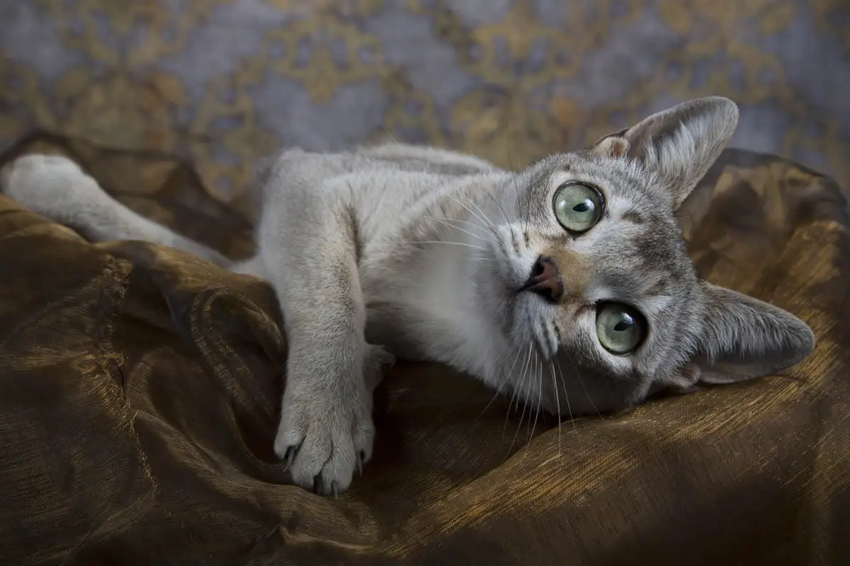 Singapura cat