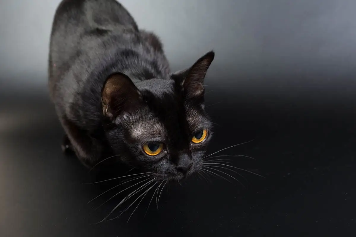 Bombay cat