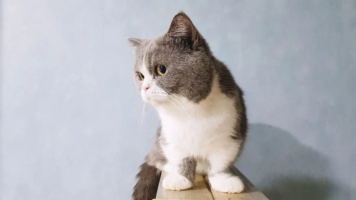 Grey and white munchkin cat