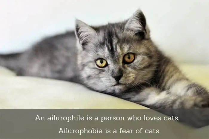 Ailurophile