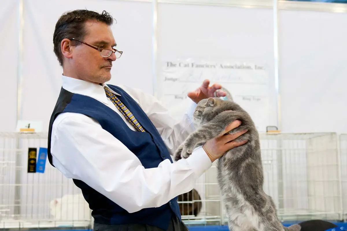 Mostrando al tuo gatto quello che devi sapere