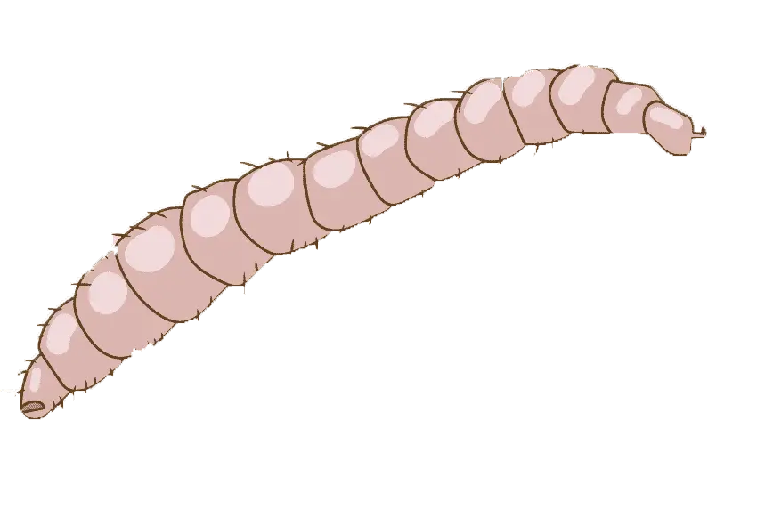 Flea larvae