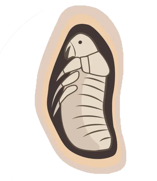 Flea pupae