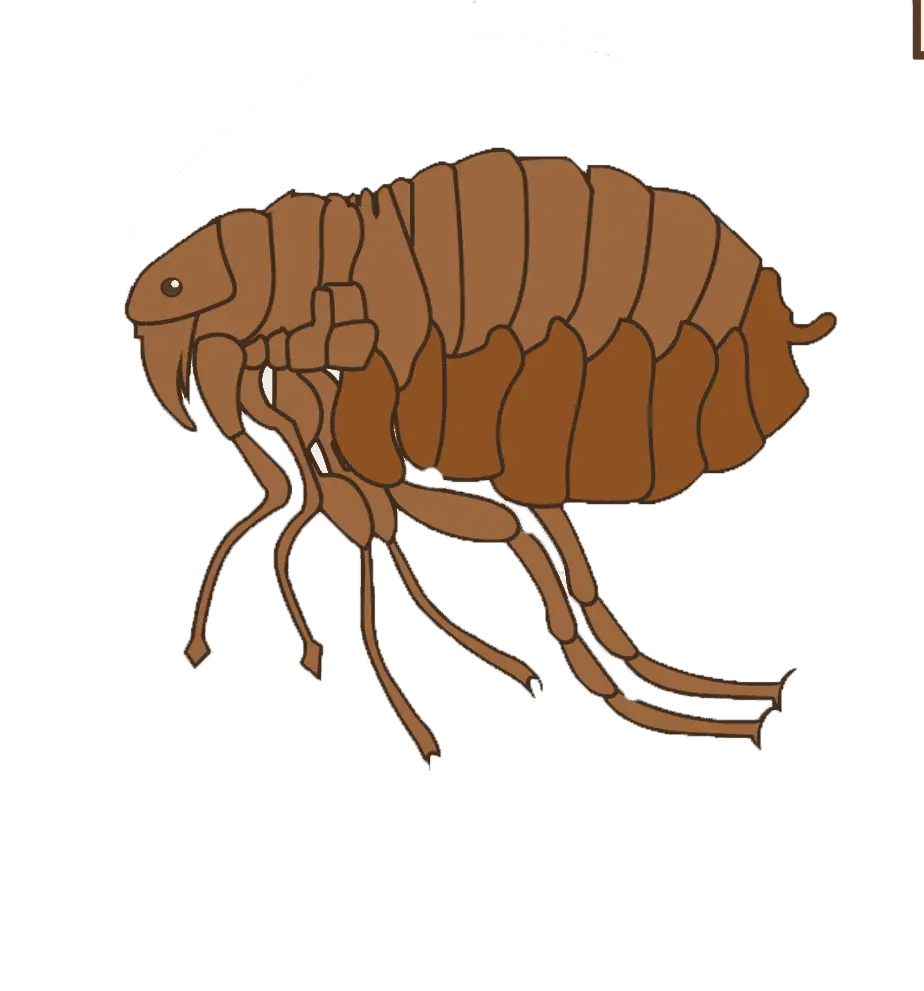Adult flea