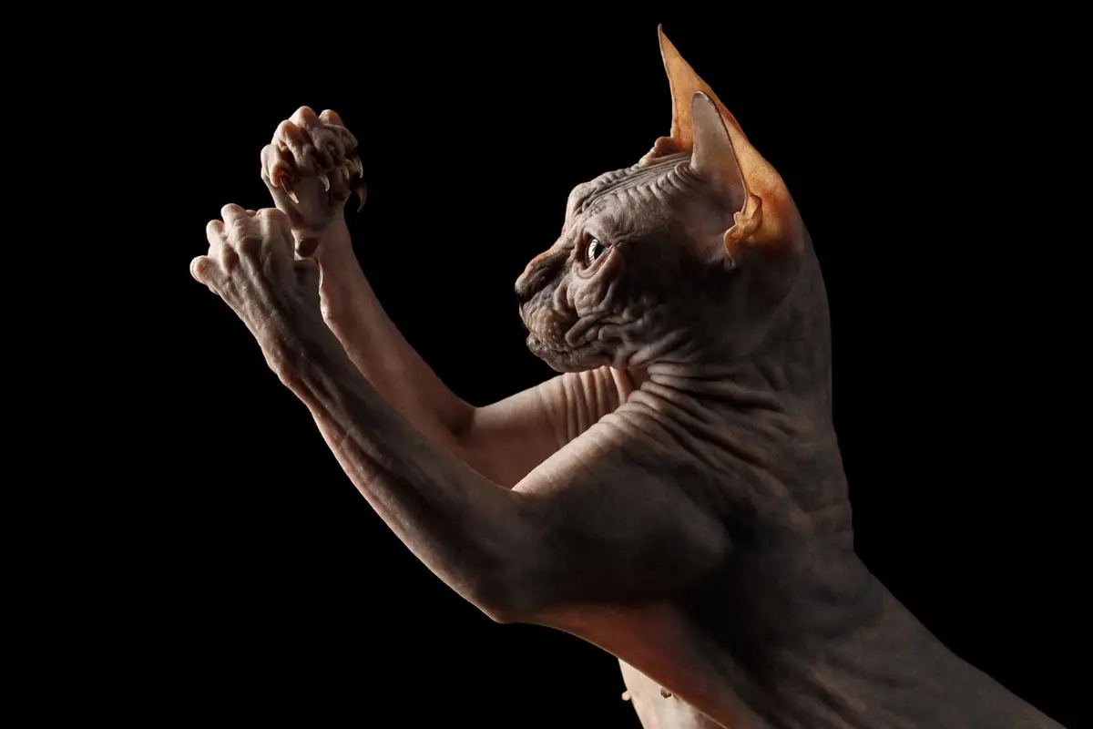 Cat arms