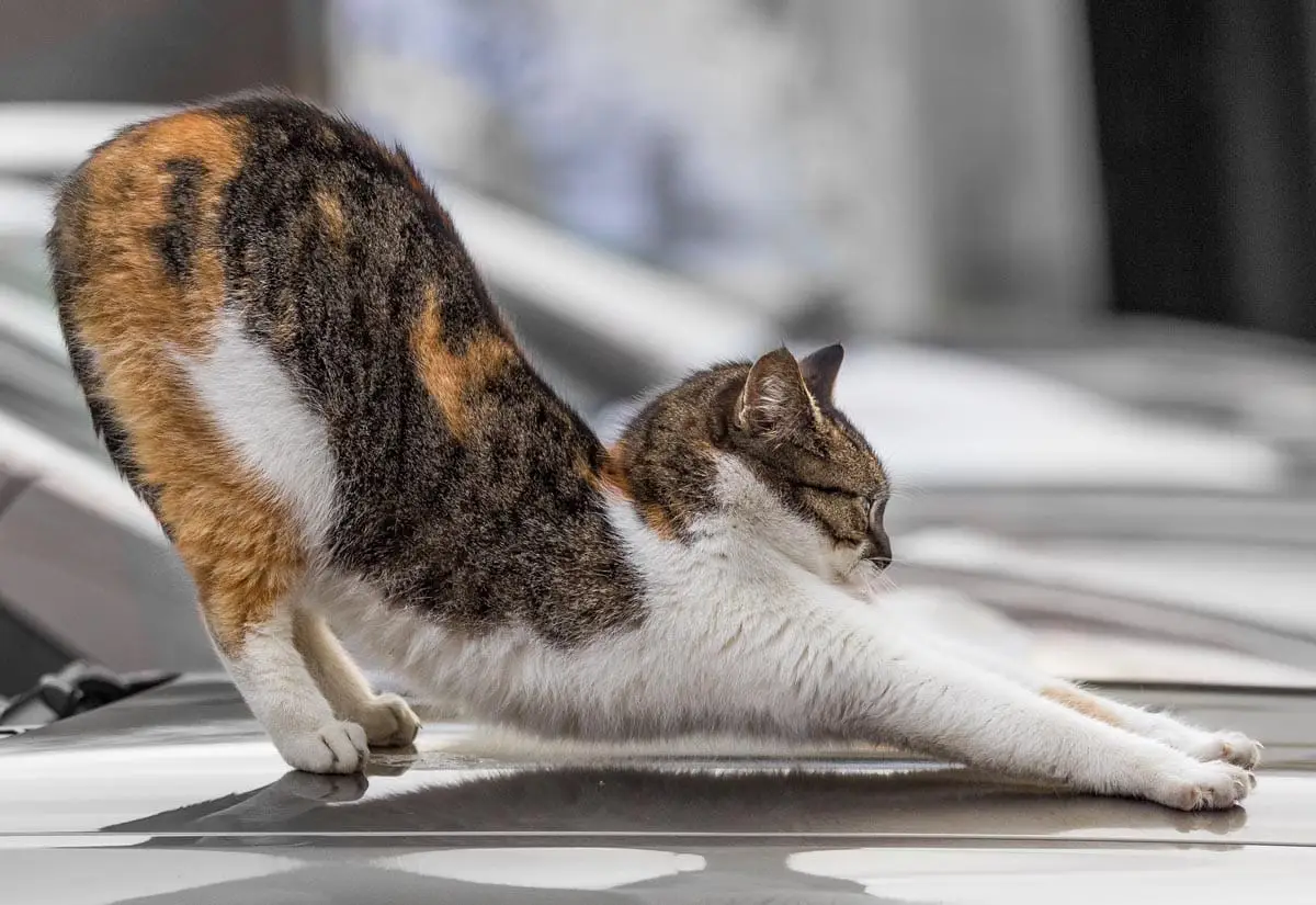 Why are cats so stretchy?