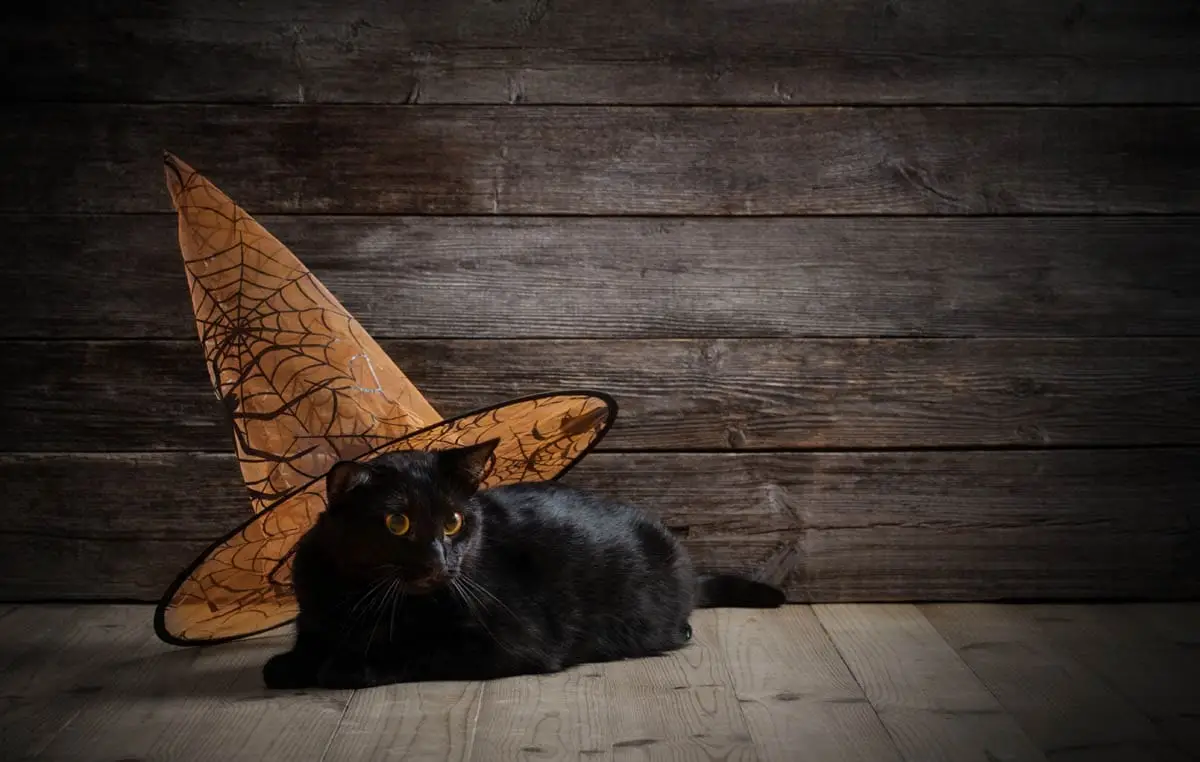 Perigos de Halloween para gatos