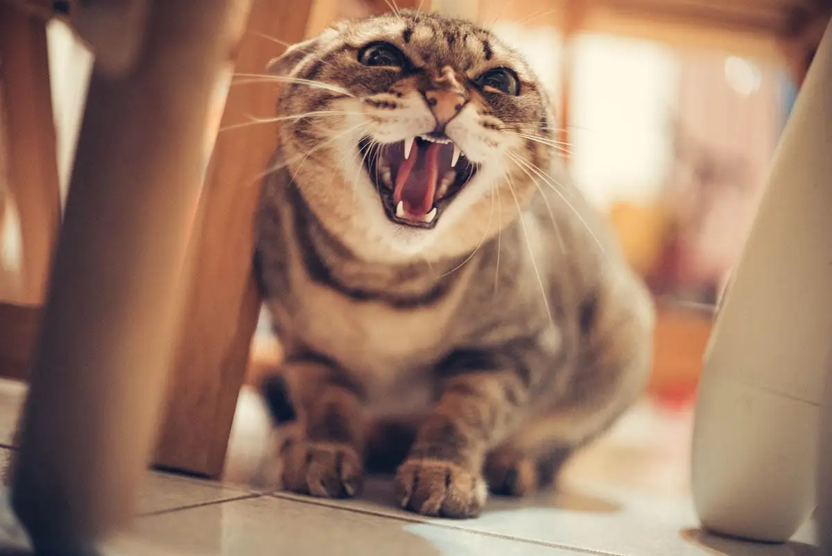 Cómo tratar a un gato rasguño